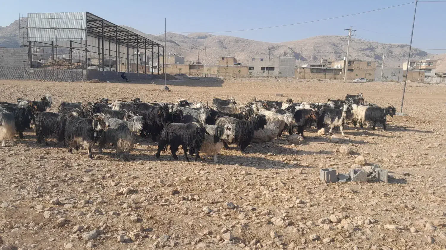 بز داشتی|حیوانات مزرعه|ایذه, |دیوار