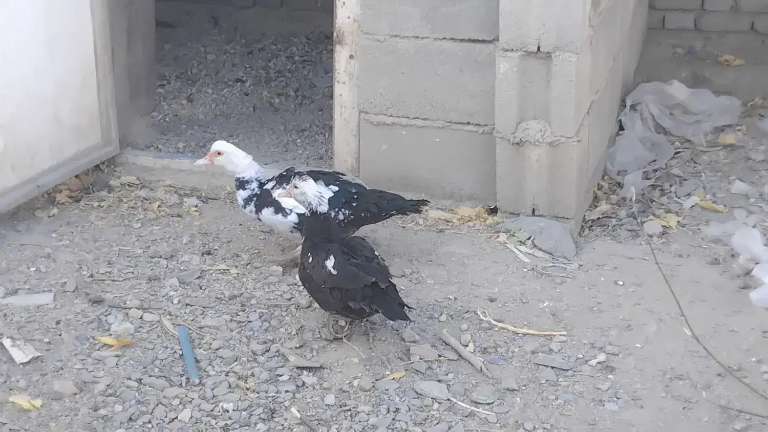 اردک اسراییلی|حیوانات مزرعه|بانه, |دیوار