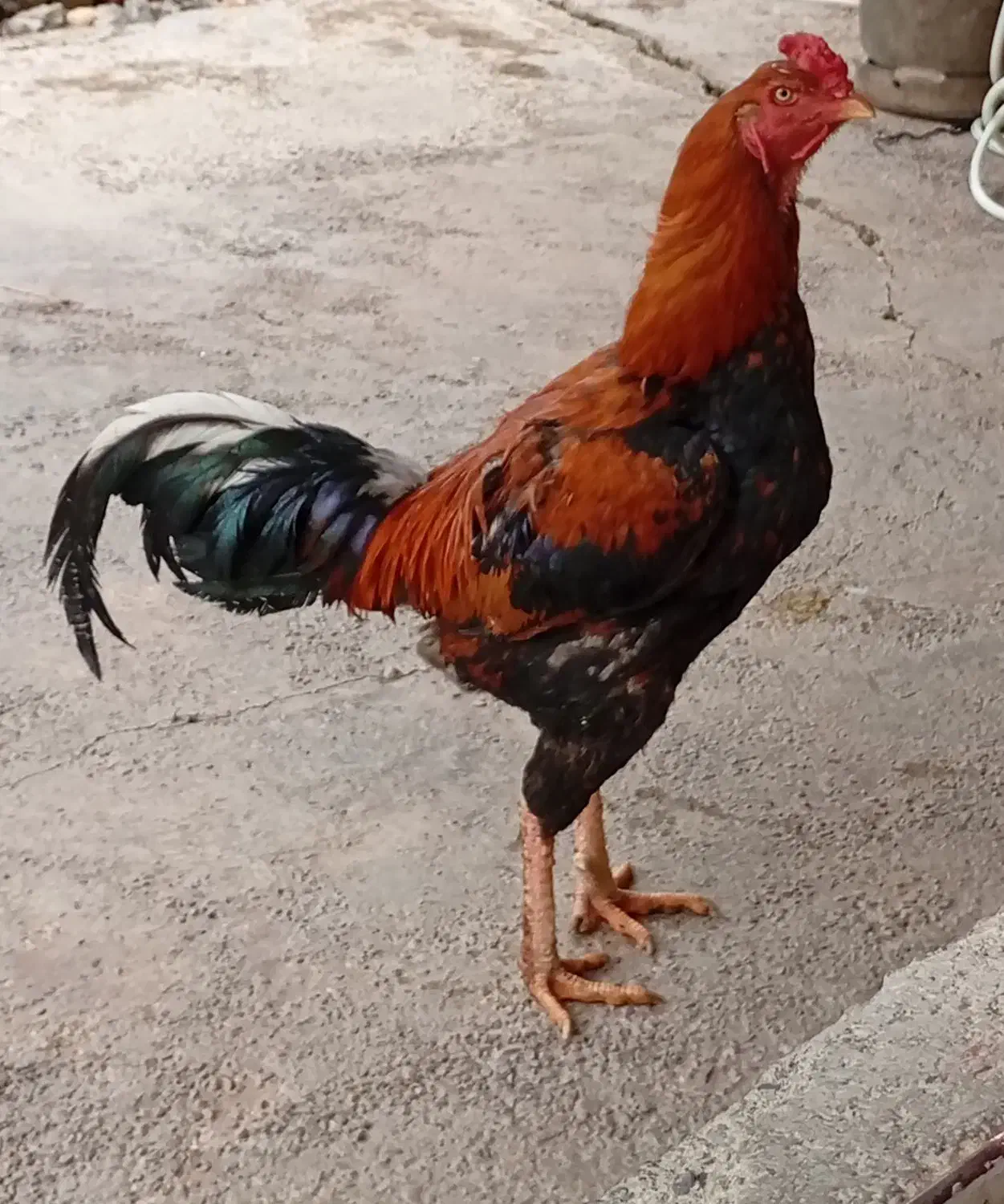 فروش خروس|حیوانات مزرعه|چگنی, |دیوار