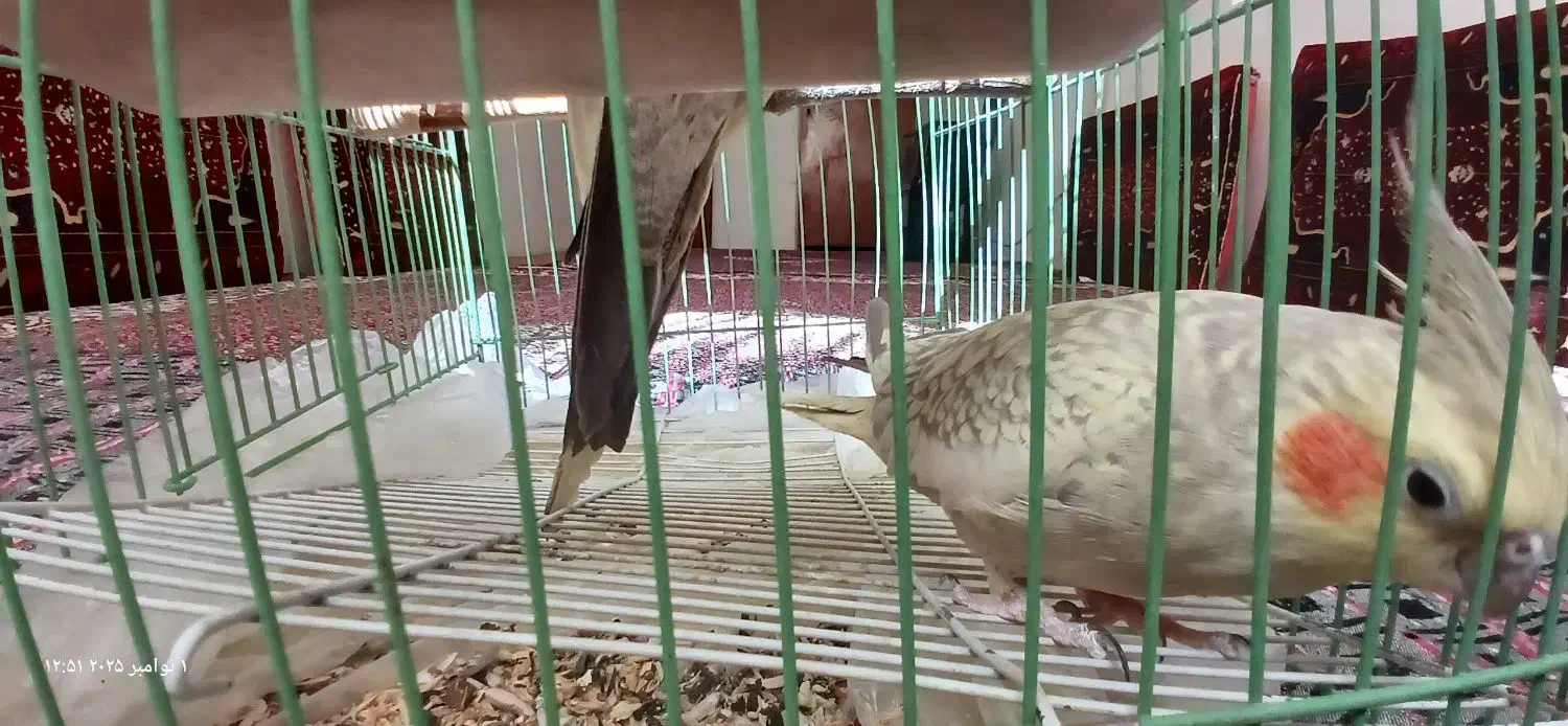 عروس هلندی از نژاد خاص|پرنده|قروه, |دیوار