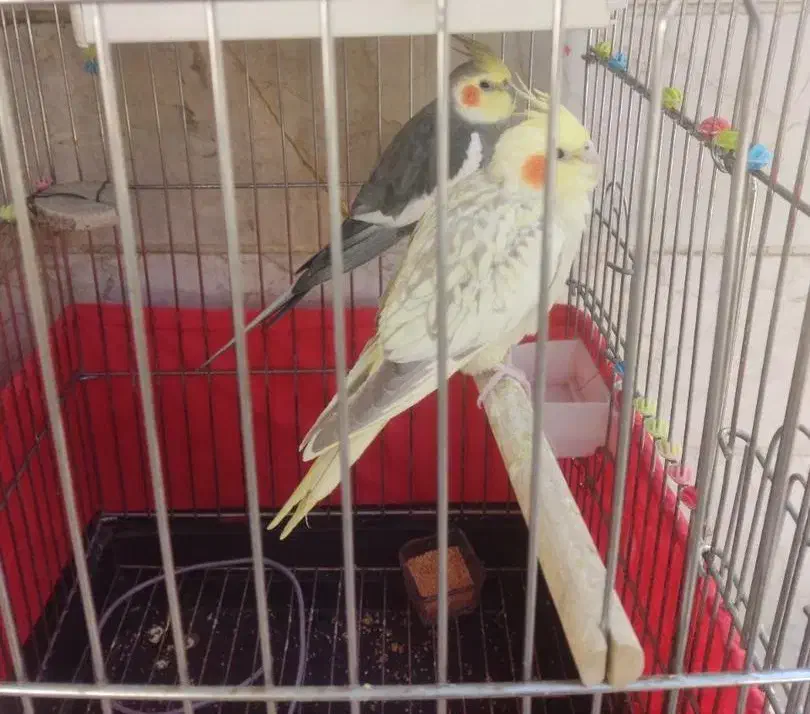 عروس هلندی|پرنده|فردیس, شهرک وحدت|دیوار