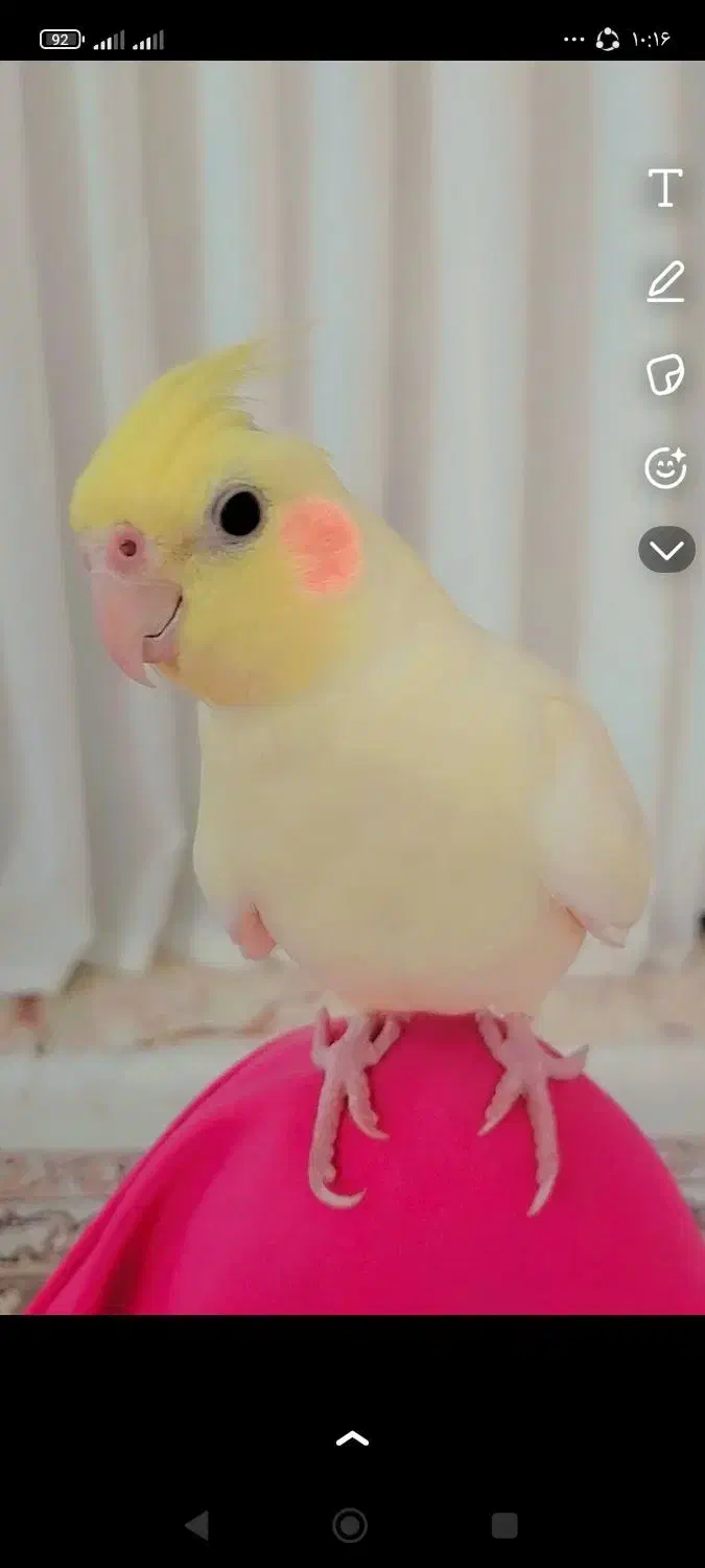 گم شده|حیوانات|کرمانشاه, |دیوار