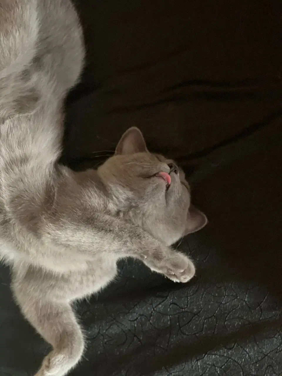 فروش یک عدد گربه نژاددار|گربه|مراغه, |دیوار