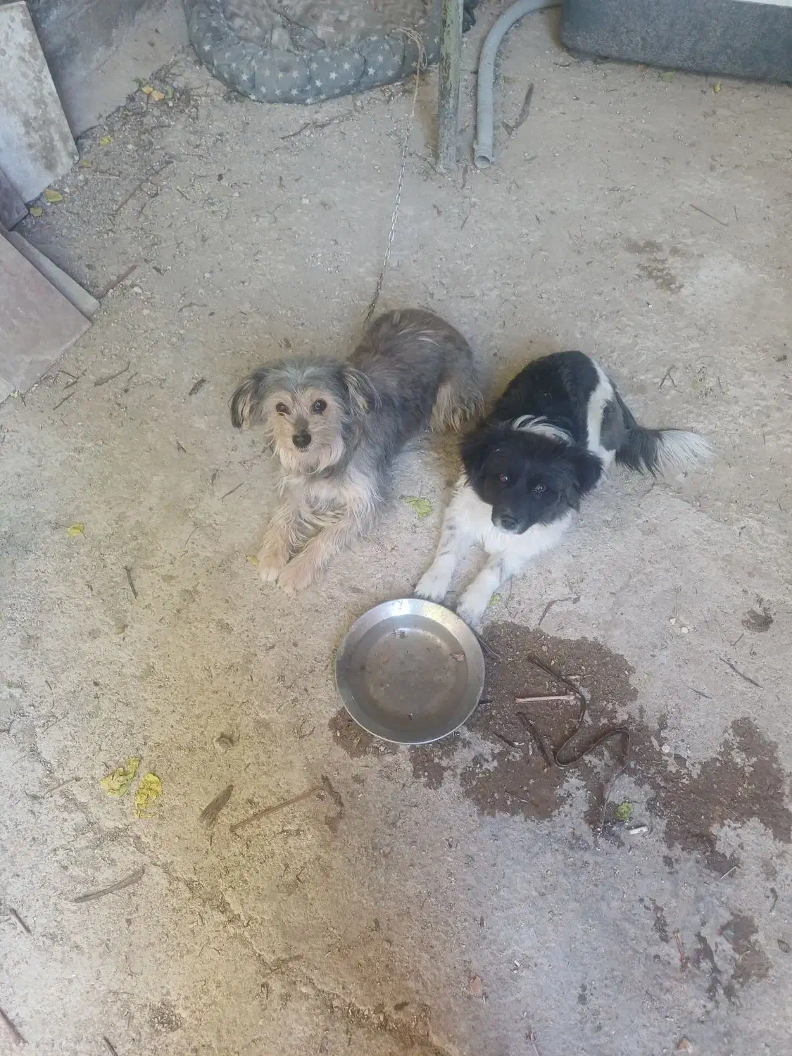 یک جفت سگ پا کوتاه قیمت توافقی|سگ|فارسان, |دیوار