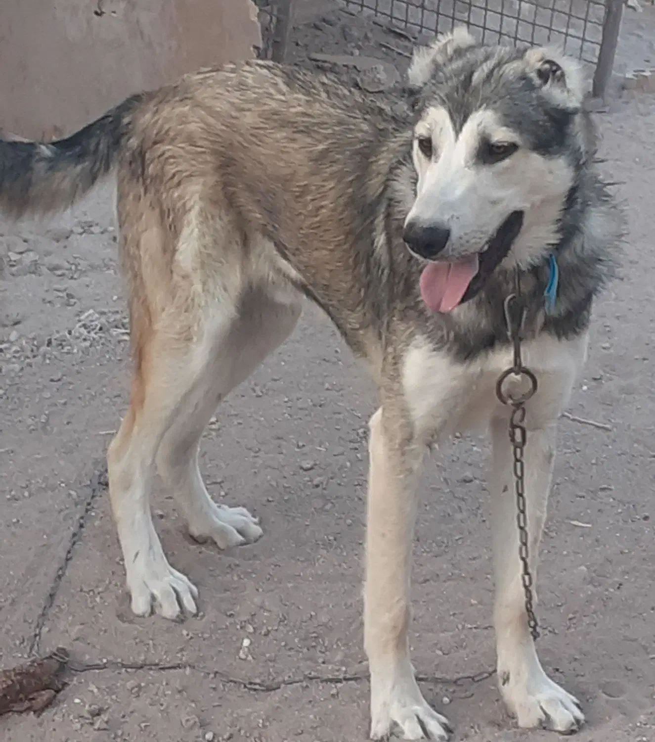 هسگی|سگ|کوهین, |دیوار