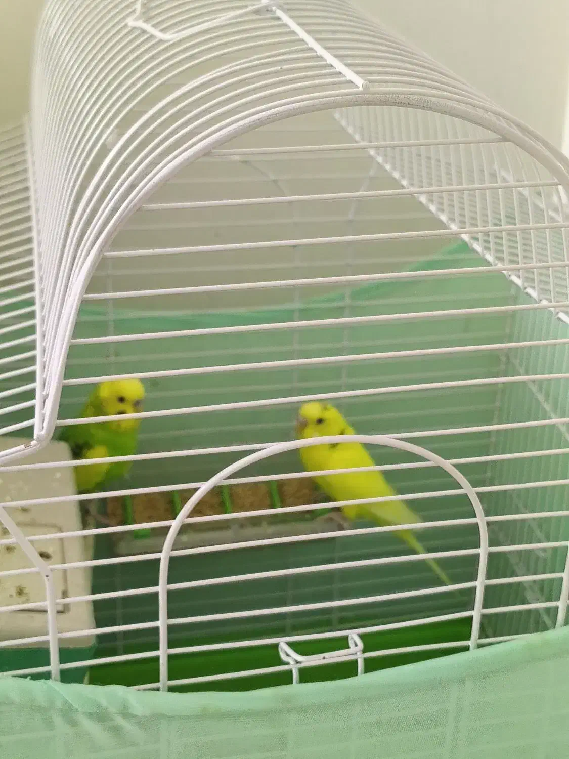 مرغ عشق|پرنده|گرمدره, |دیوار