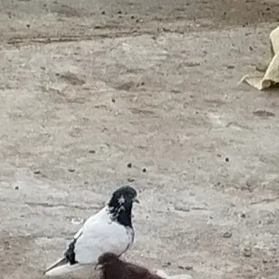 کبوتر گم شده در روستای چهر|پرنده|بیستون, |دیوار