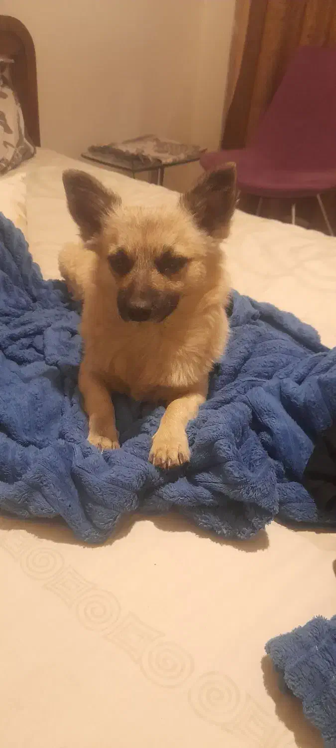 سگ پیدا شده|حیوانات|باقرشهر, |دیوار