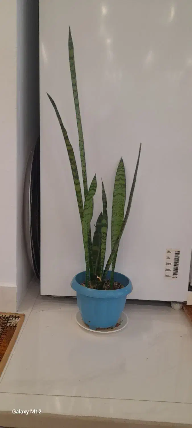 دو عدد گل همراه گلدان|گل و گیاه طبیعی|محمودآباد, |دیوار