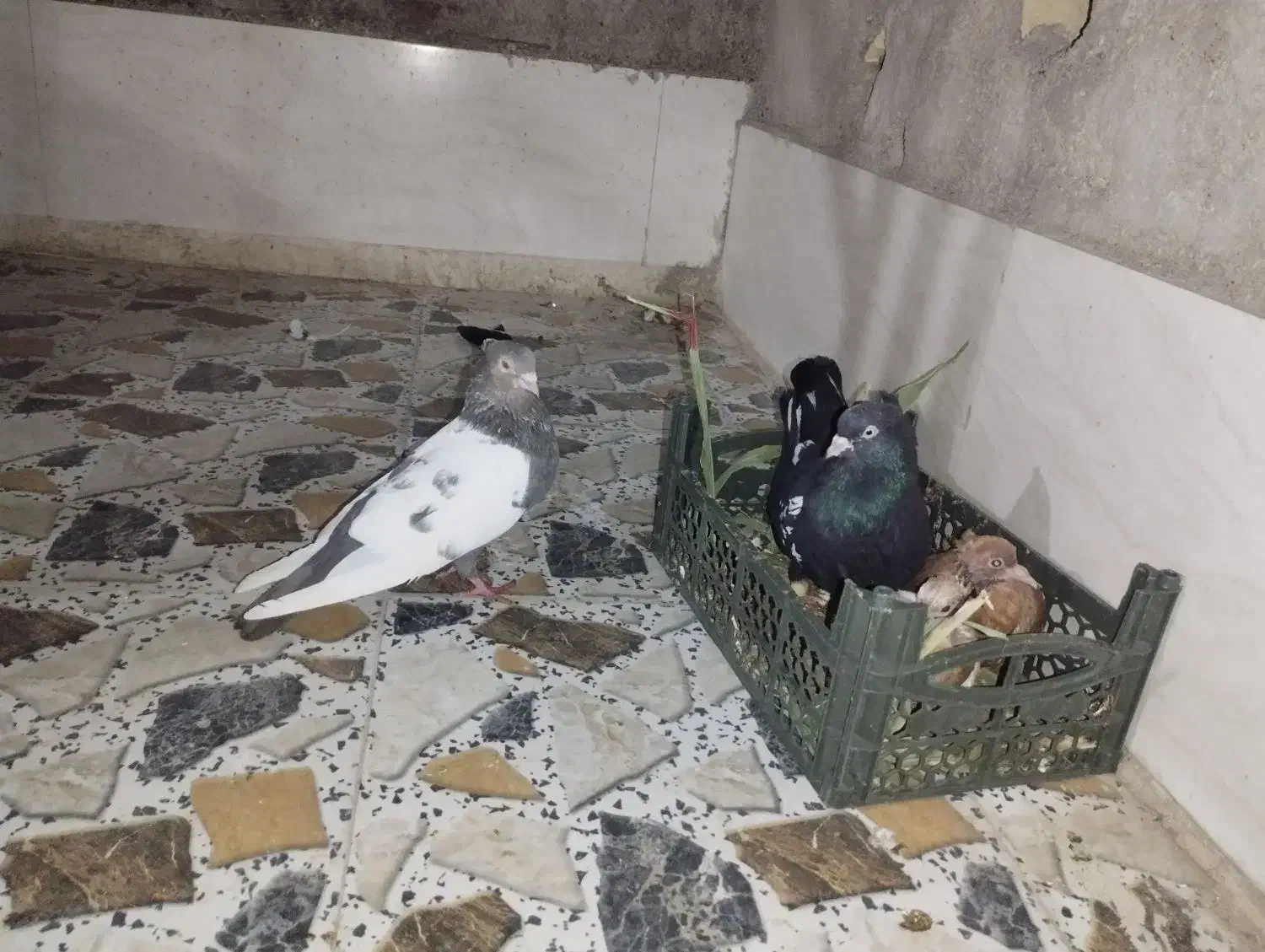 کبوتر سینی|پرنده|سوسنگرد, |دیوار