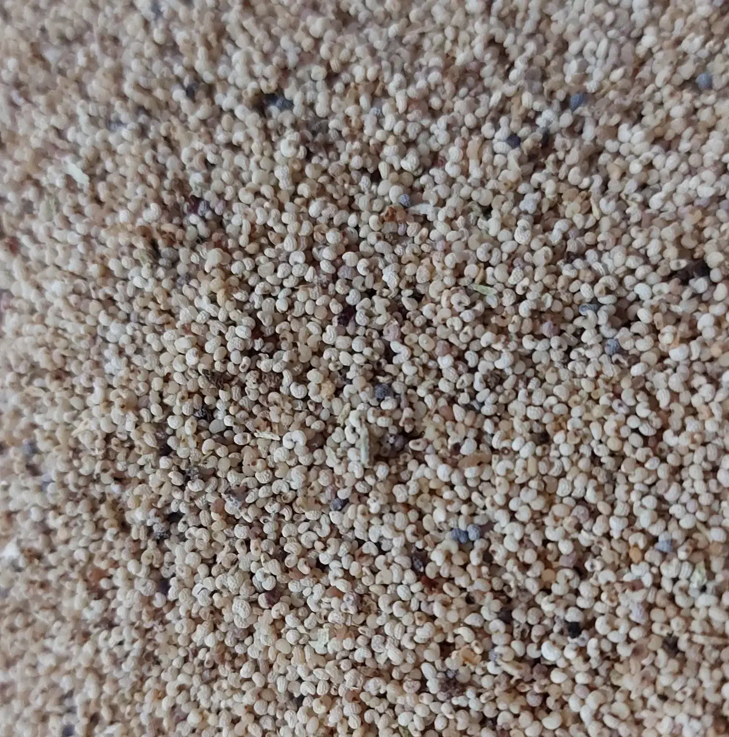 دانه خ.ش.خ.اش|گل و گیاه طبیعی|تهران, لویزان|دیوار