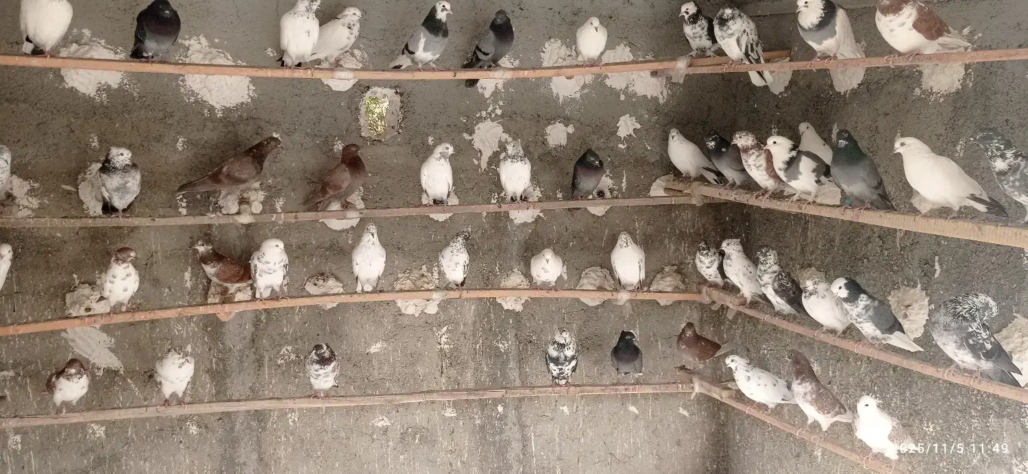 کبوتر فوق پرشی ساعت بالا|پرنده|وحیدیه, |دیوار