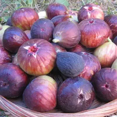 انجیر و میو|گل و گیاه طبیعی|نمشیر, |دیوار