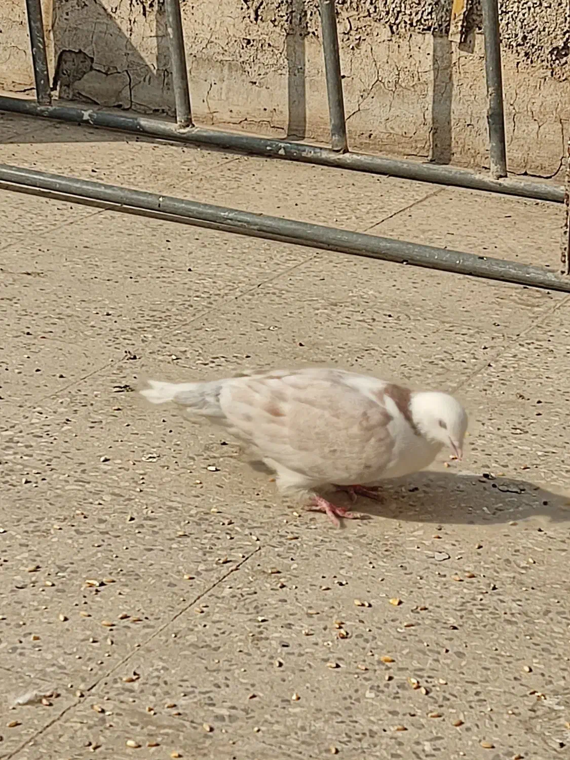 کفتر هما|پرنده|پاکدشت, پاکدشت (مامازند)|دیوار