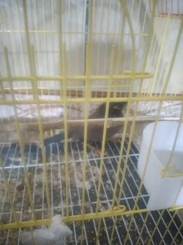 یک عدد مینا نر|پرنده|گنبد کاووس, |دیوار