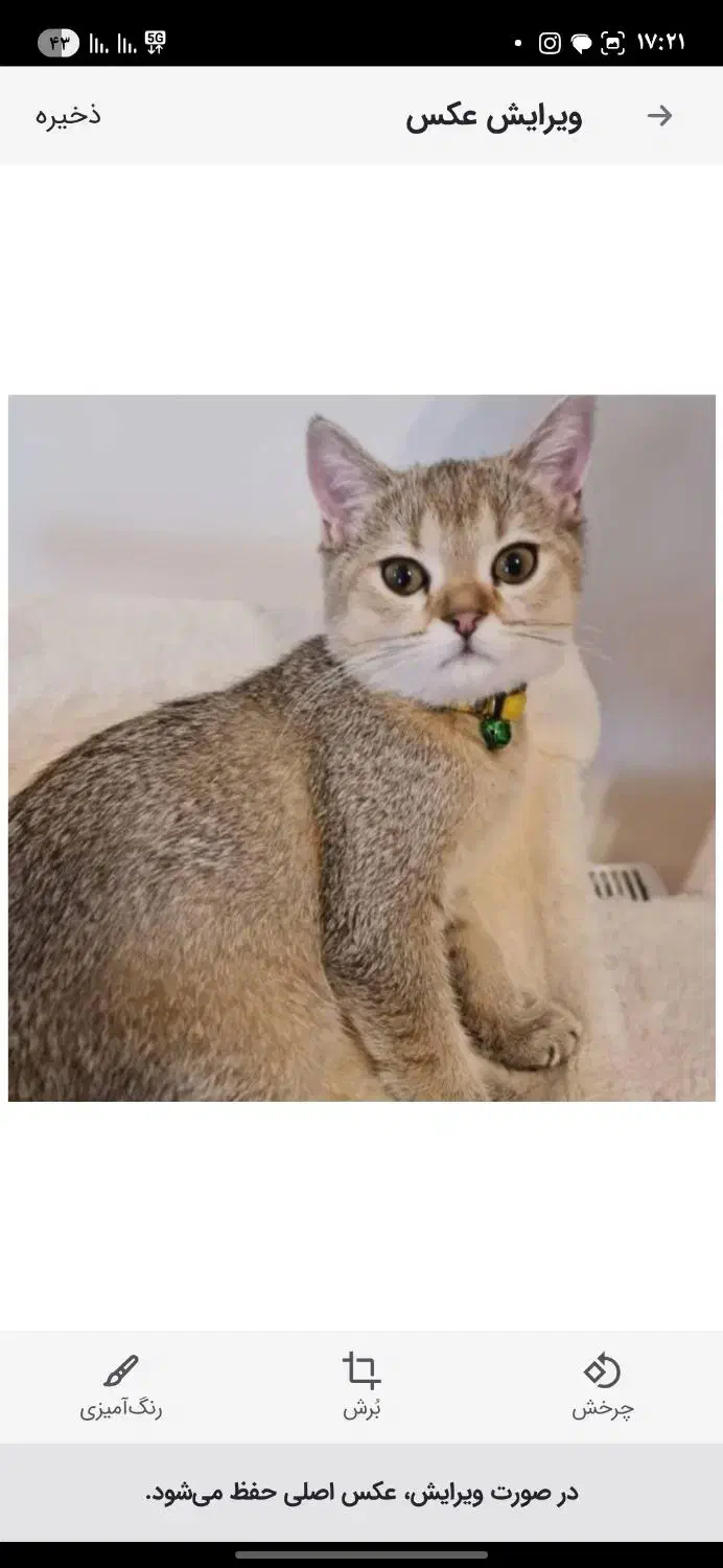 گربه بریتیش|گربه|پرند, فاز ۵|دیوار