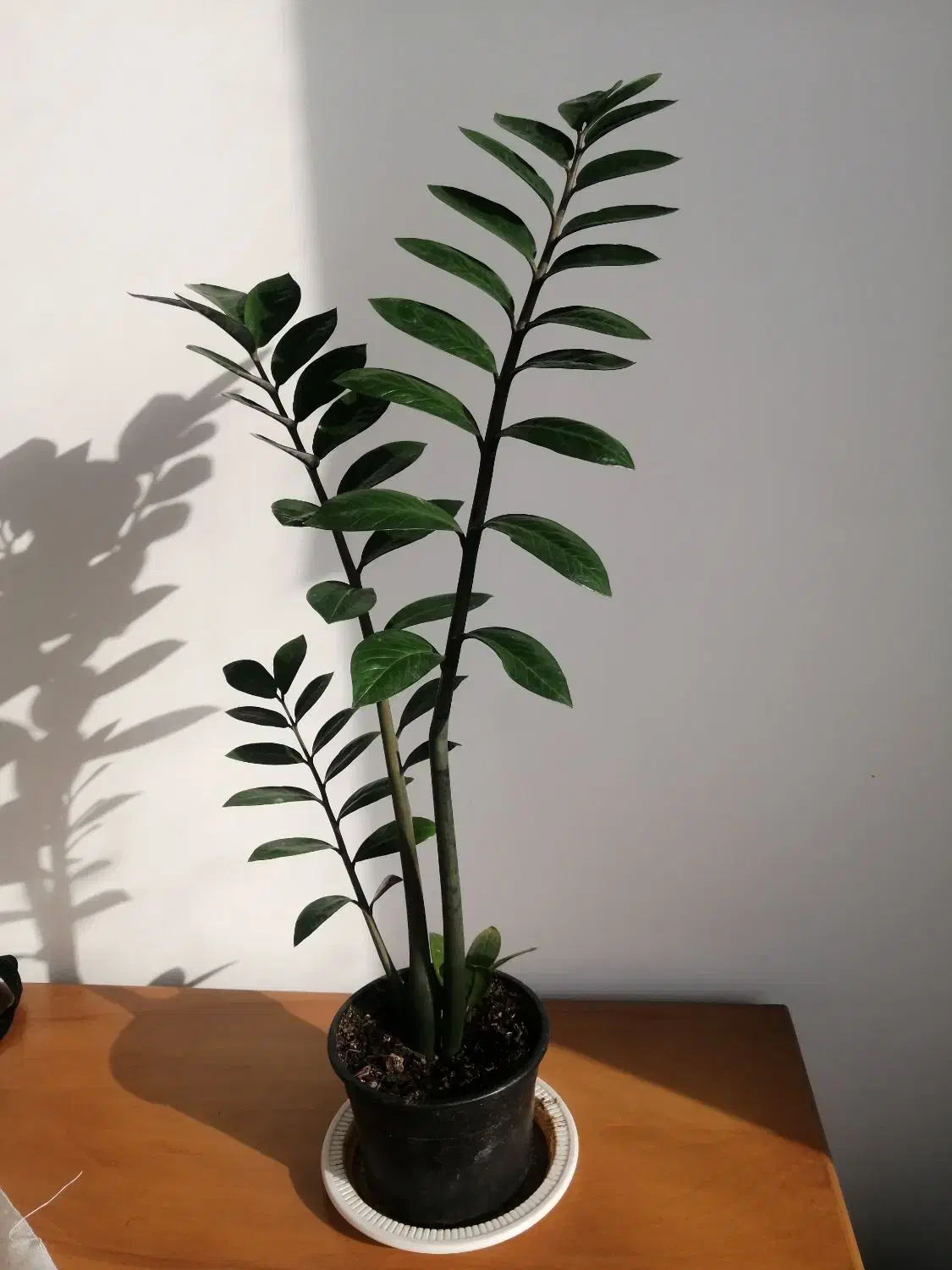 گل طبیعی زاموفیلیا|گل و گیاه طبیعی|شیراز, باغ تخت|دیوار