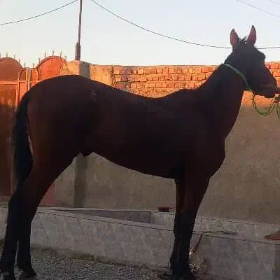 اسب نریان|اسب و تجهیزات اسبسواری|زابل, |دیوار