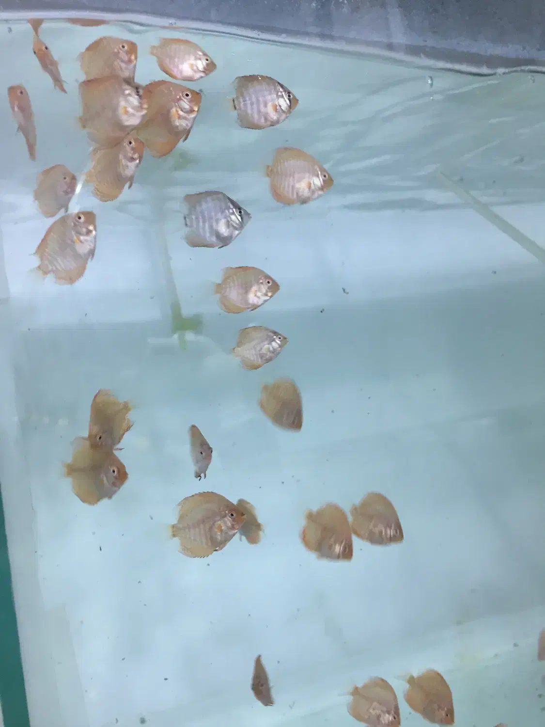 جوجه دیسکس|ماهی|رشت, حمیدیان|دیوار