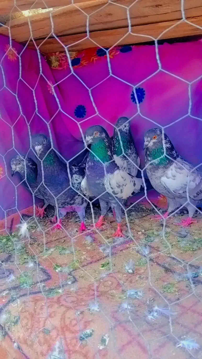 کفتر پاکستانی و چینا|پرنده|بندرعباس, |دیوار