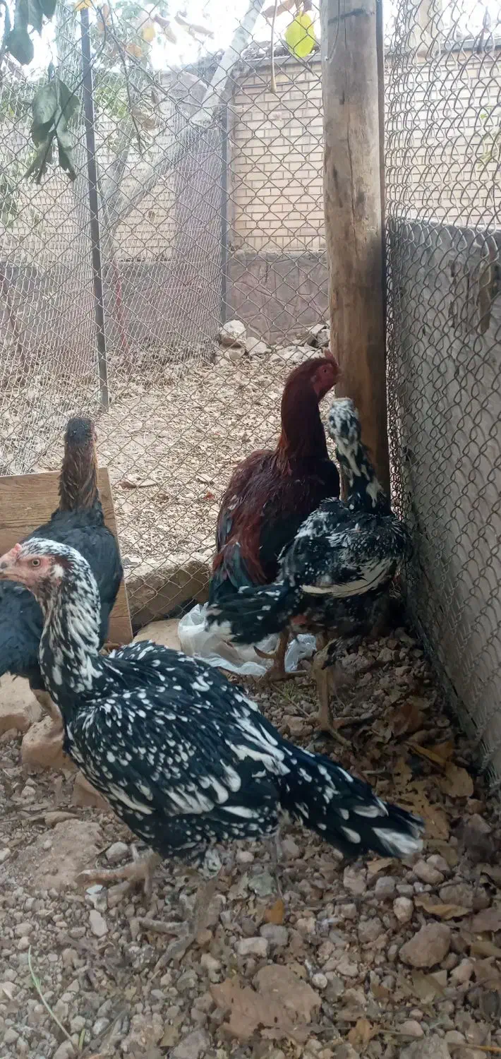 فروش مرغ وخوروس|حیوانات مزرعه|دماوند, گیلاوند|دیوار