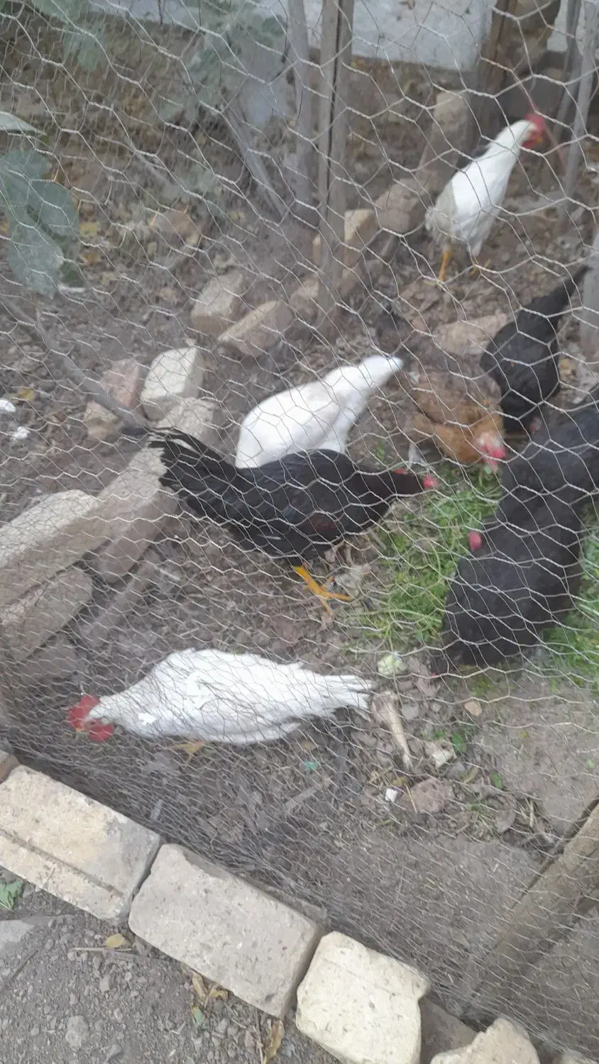 خروس فروشی|حیوانات مزرعه|قمصر, |دیوار