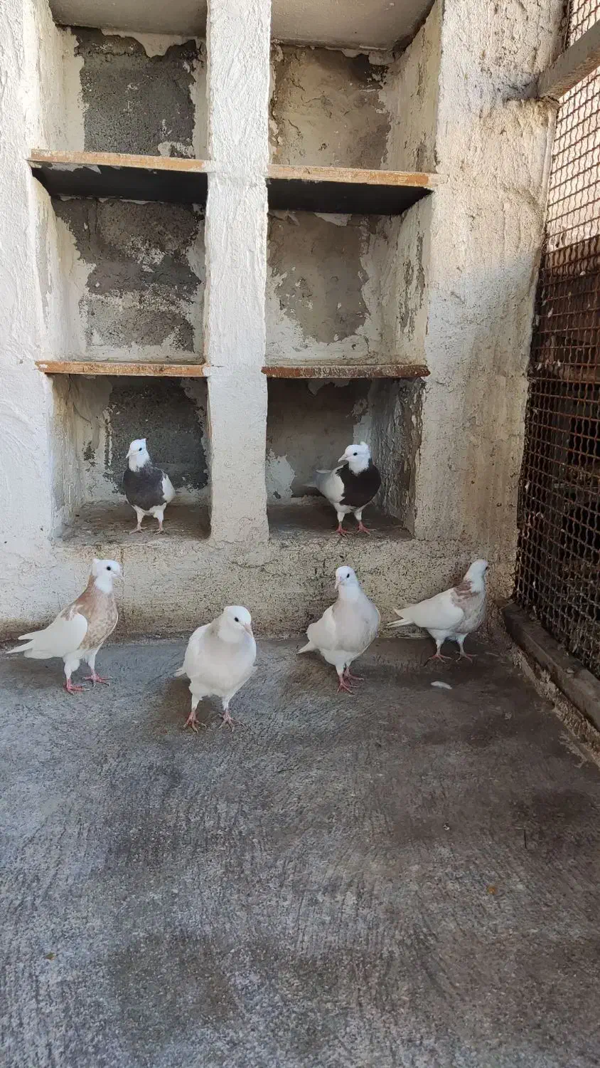 طوقی|پرنده|جناح, |دیوار