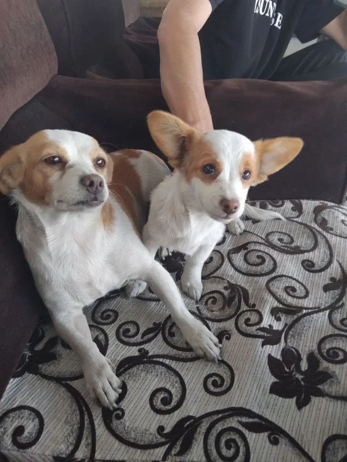 واگذاری ۲قلاده اشپیتز روباهی خالص وبازیگوش|سگ|ورامین, ورامین|دیوار