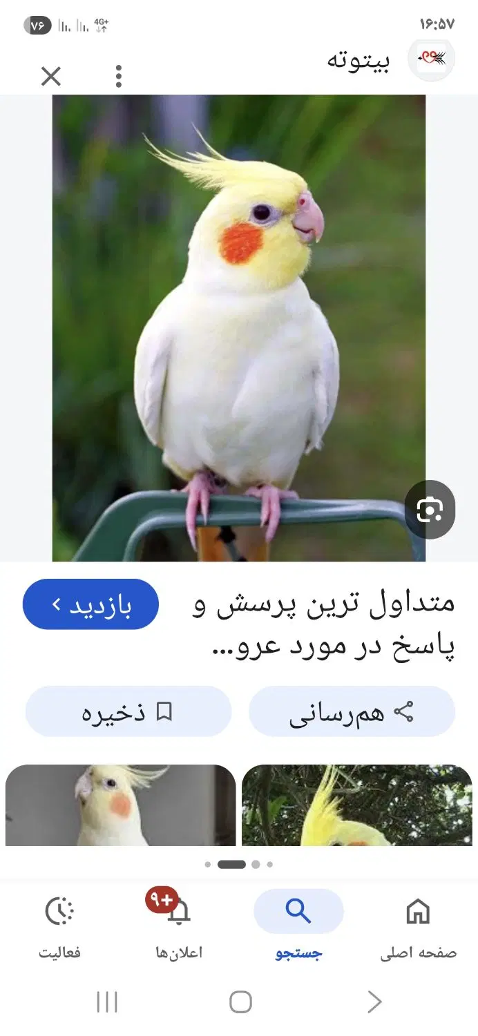 گم شده|حیوانات|مشهد, کلاهدوز|دیوار