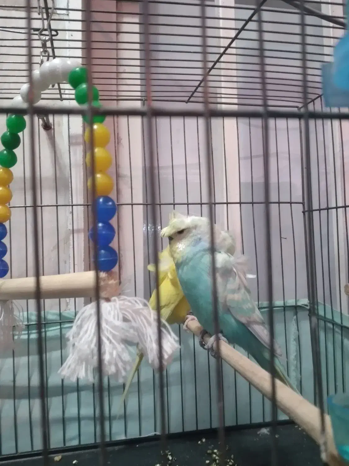 مرغ عشق پروانه ای زیبادرشت جوان معاوضه قناری ماده|پرنده|قدس, شهر‌قدس|دیوار