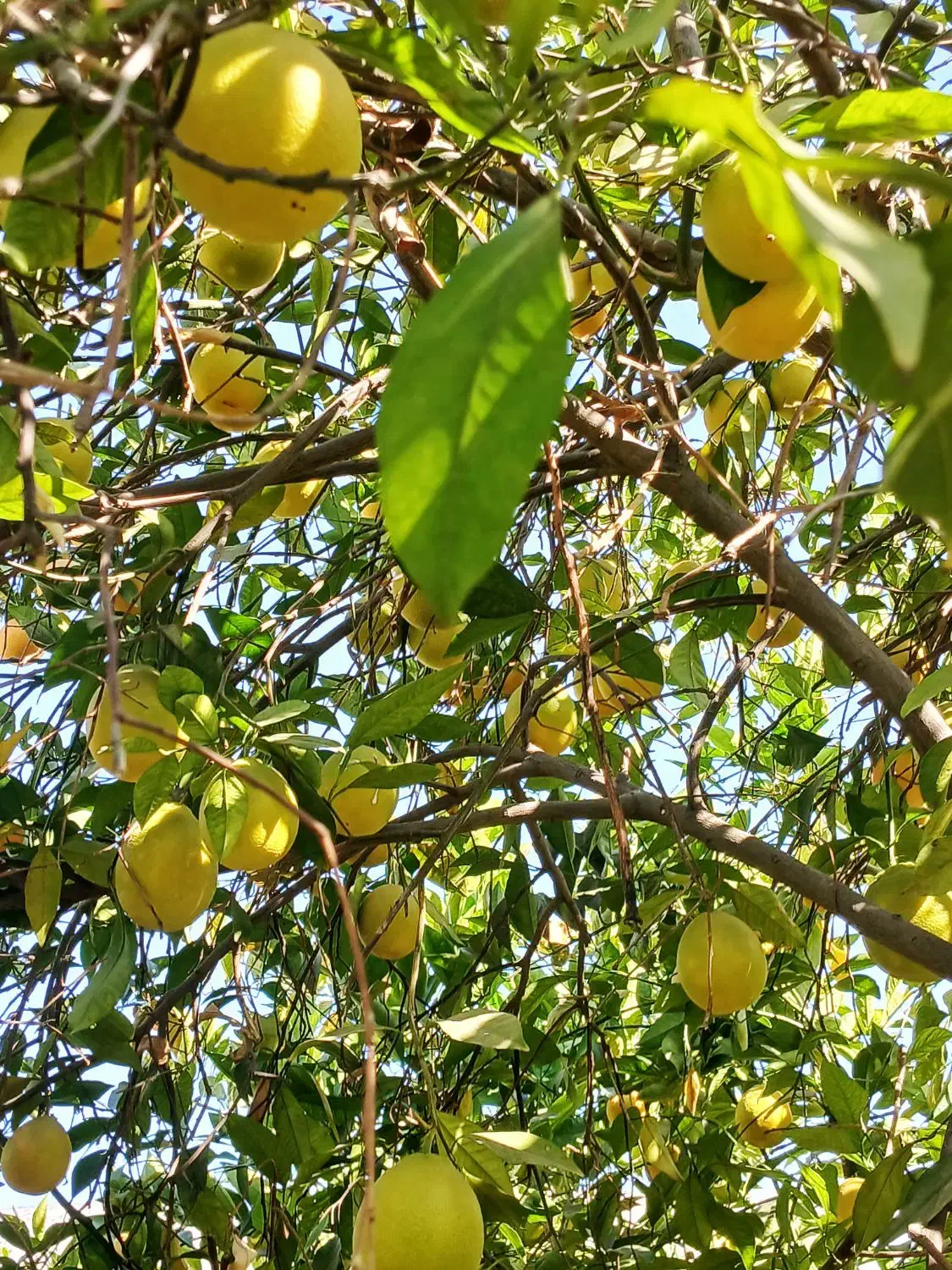 پرتقال محلی و ارگانیک80|عمدهفروشی|دهدشت, |دیوار