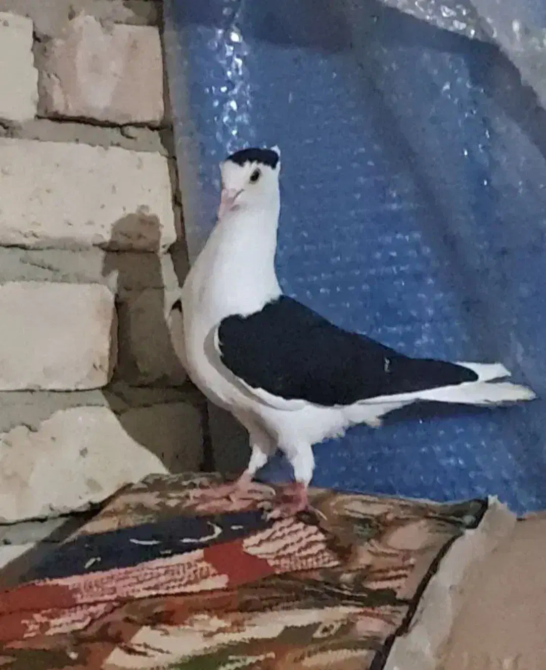 پرنده|پرنده|شیروان (خراسان), |دیوار