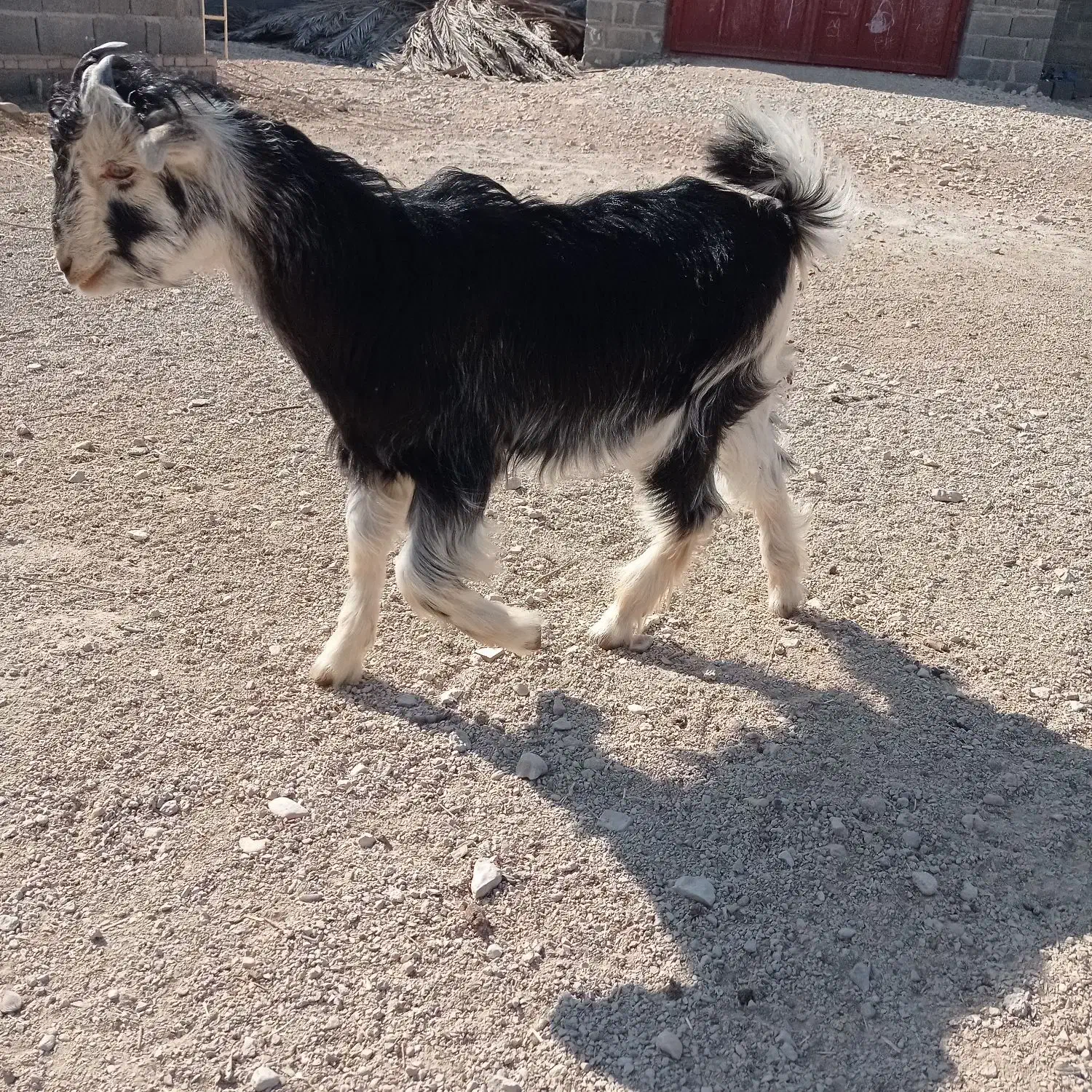 بزغاله خلج - گراش|حیوانات مزرعه|گراش, |دیوار