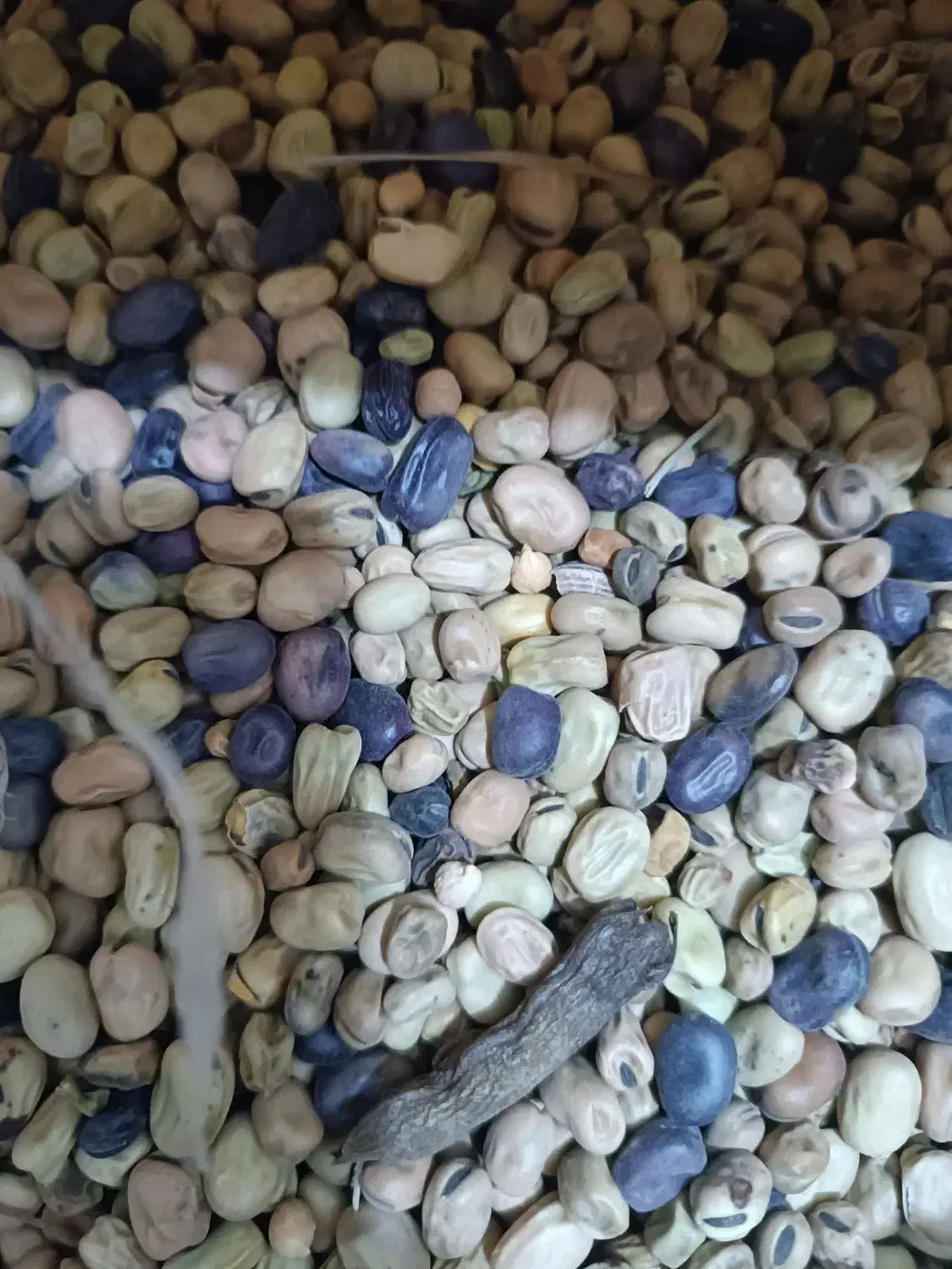 باقالی امسالی مناسب کشت|خوردنی و آشامیدنی|نیشابور, شهرک رسولی|دیوار