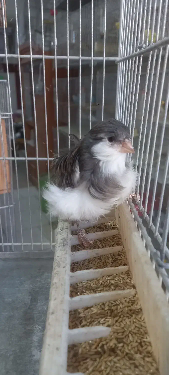 فروش قناری|پرنده|الوند, |دیوار