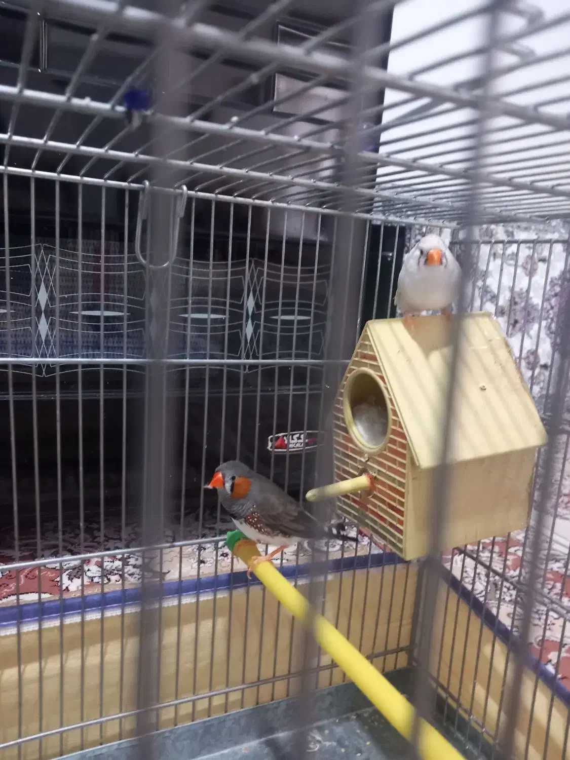 فنج مولد|پرنده|اسلام‌‌آباد غرب, |دیوار