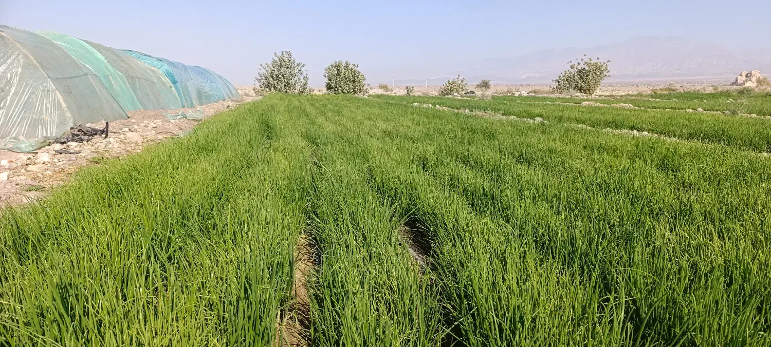 فروش نهال پیاز مینروا|گل و گیاه طبیعی|جیرفت, |دیوار