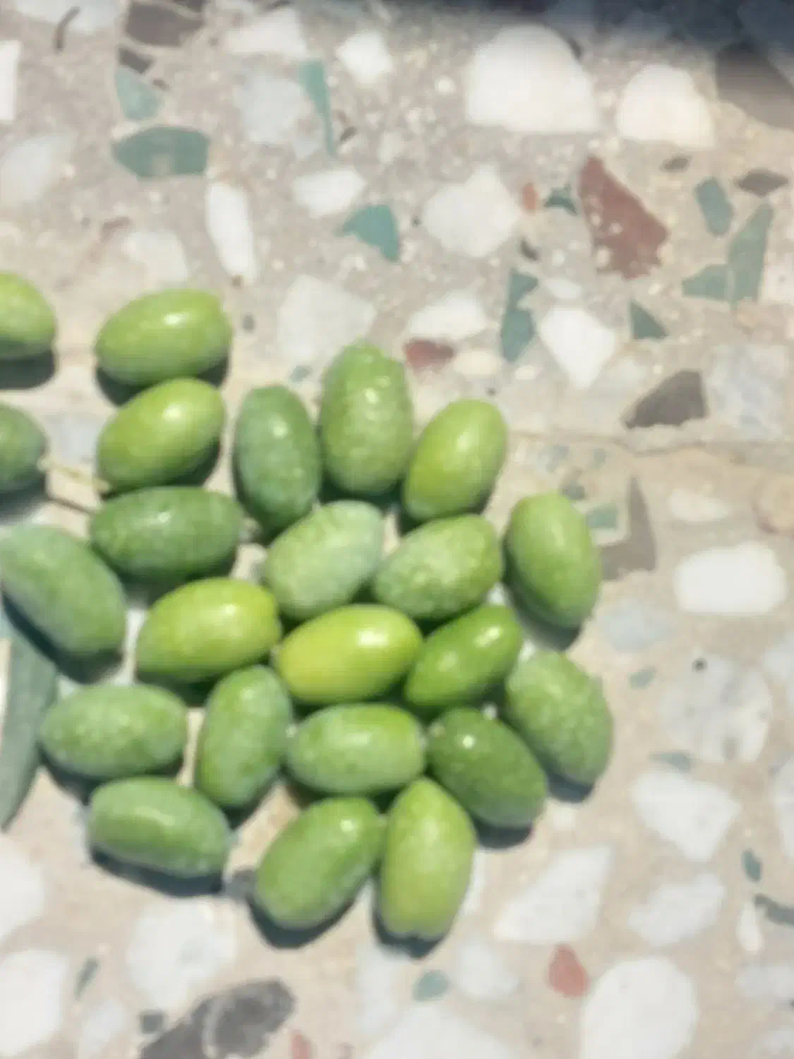 فروش زیتون سبز فیشوم ورطبی درجه یک دست چین|خوردنی و آشامیدنی|شیراز, باغ تخت|دیوار