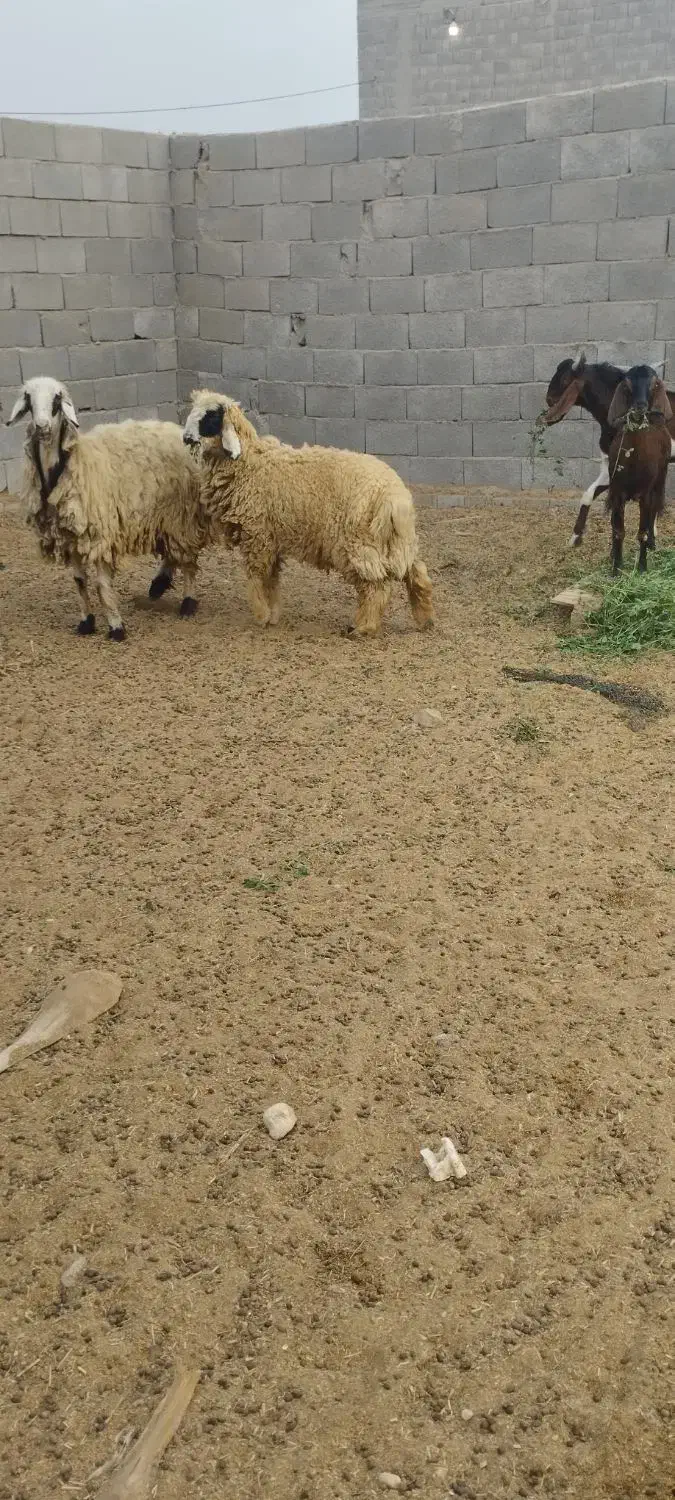 فروش دوعددگوسفند|حیوانات مزرعه|بندر دیر, |دیوار