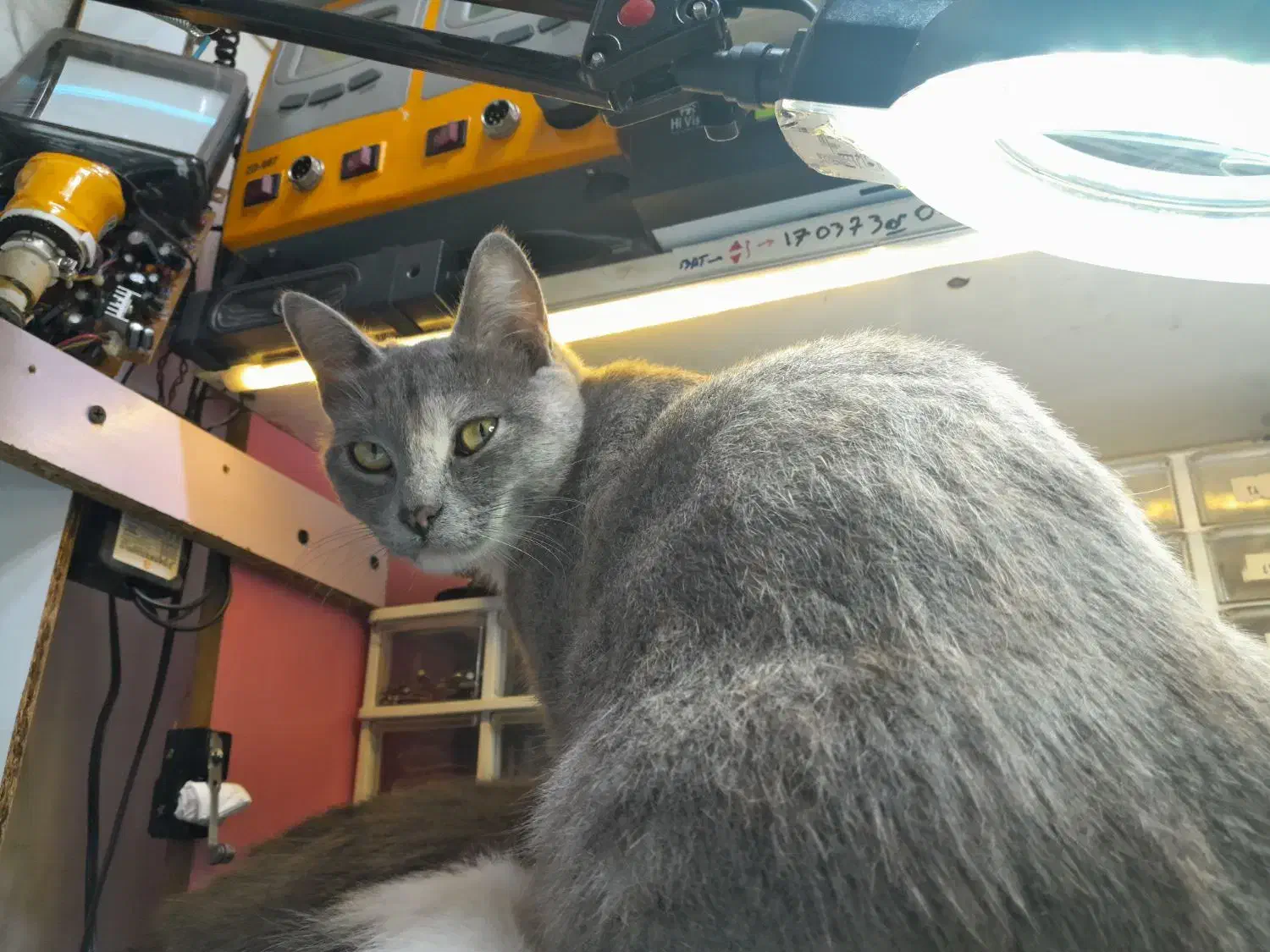 گربه گمشده|حیوانات|بندر انزلی, خوش پیک|دیوار