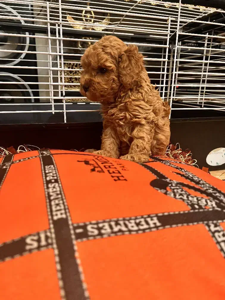 سگ پودل|سگ|اهواز, بهارستان|دیوار