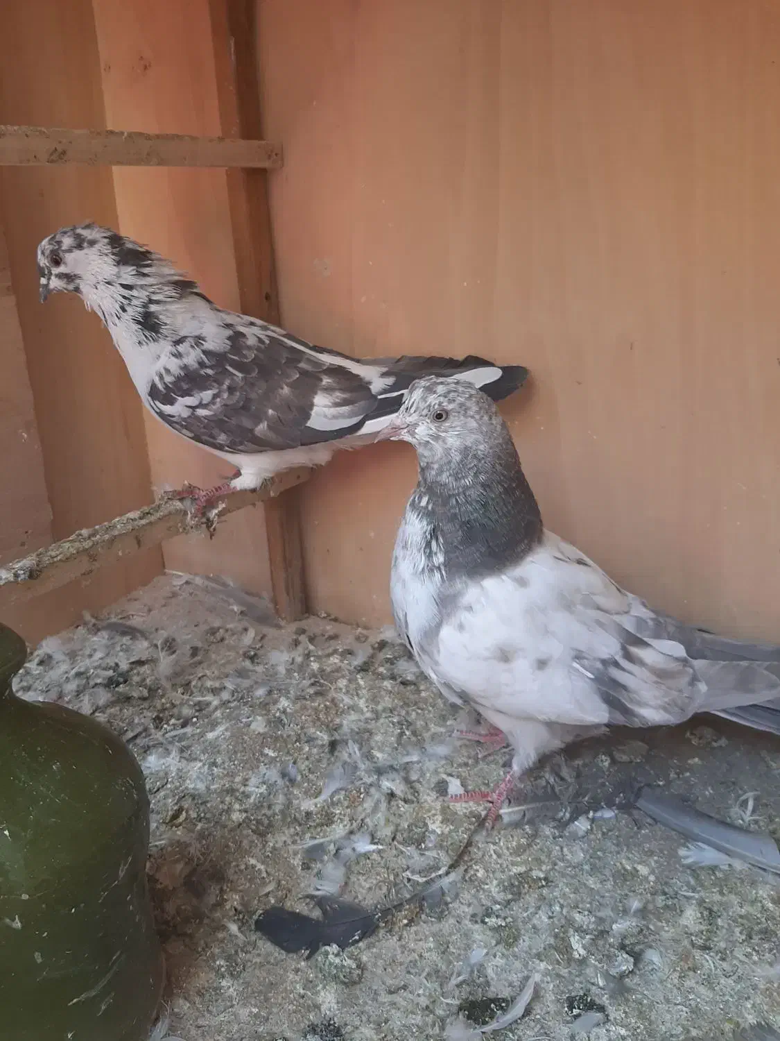 کبوتر|پرنده|رودهن, |دیوار