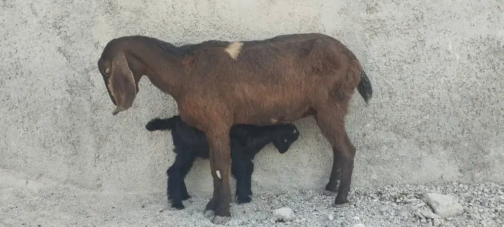 بز پاکستانی|حیوانات مزرعه|خورموج, |دیوار