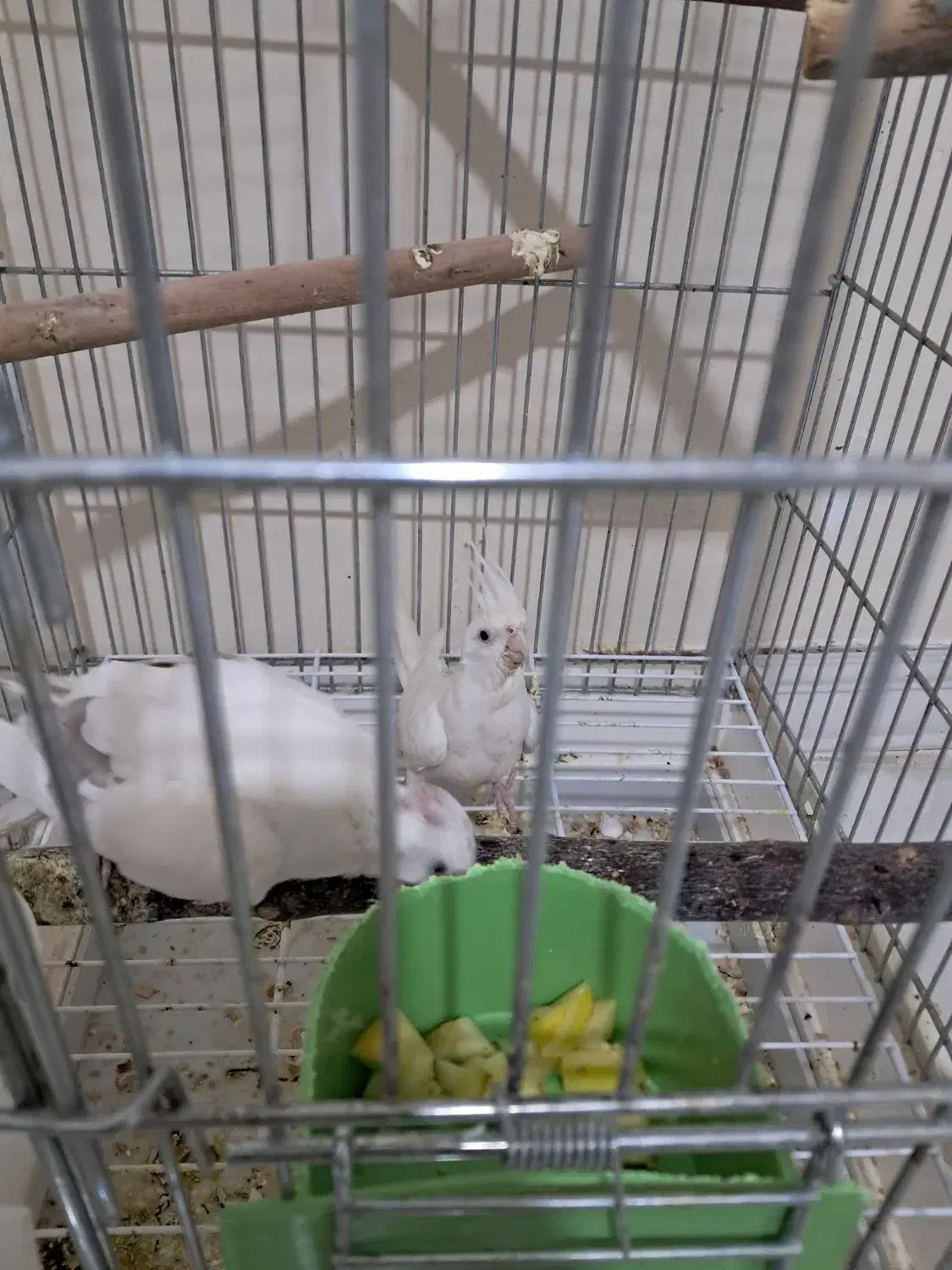 ۳جفت عروس هلندی مولد دوکت|پرنده|پاکدشت, پاکدشت (مامازند)|دیوار