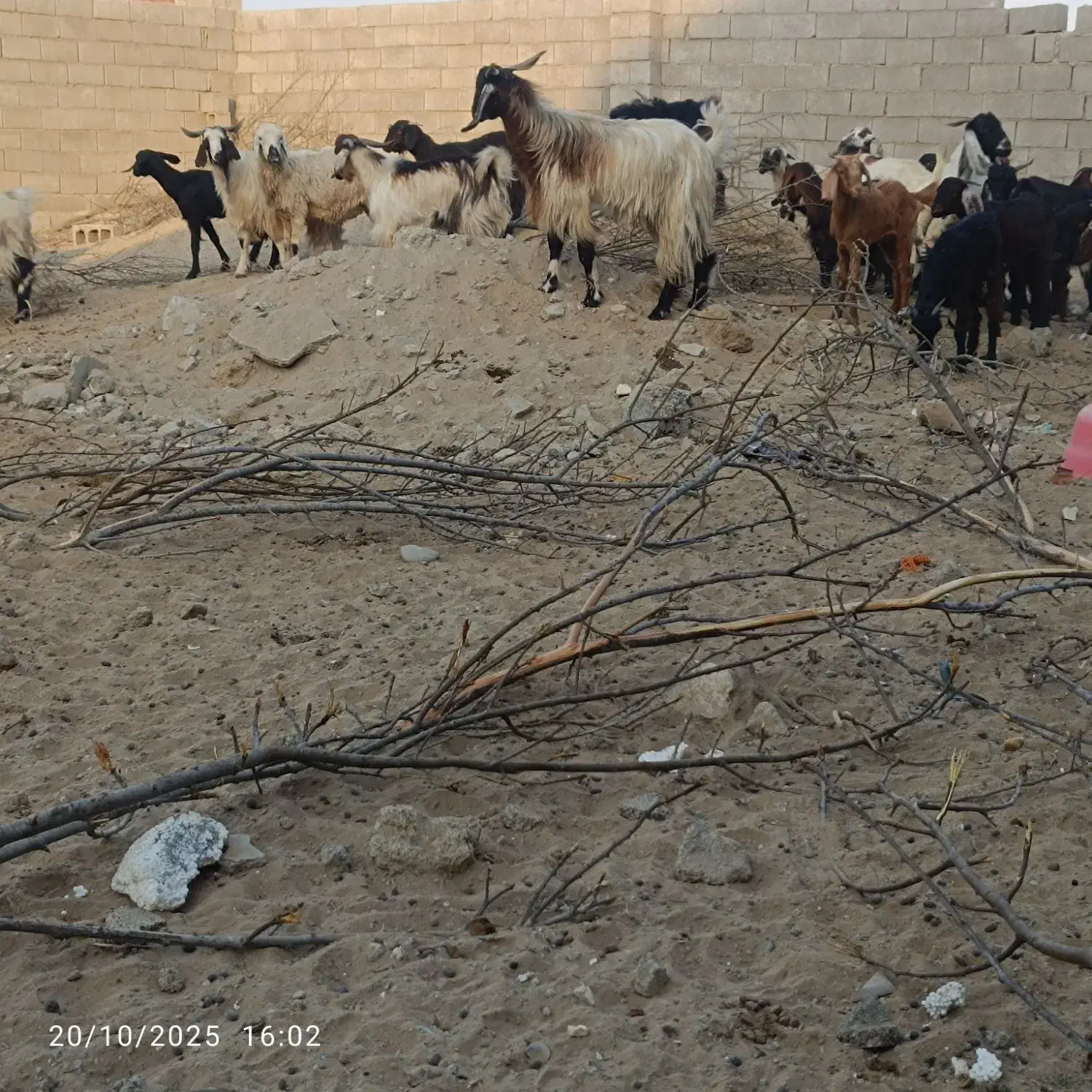 فروش فوری بز کوهی|حیوانات مزرعه|چابهار, |دیوار