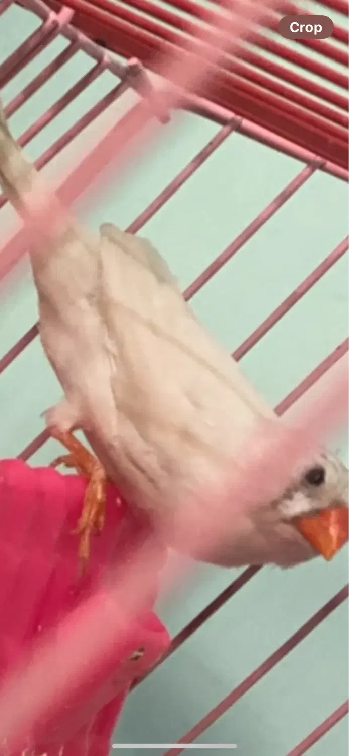 فنچ نروماده|پرنده|بندرعباس, |دیوار