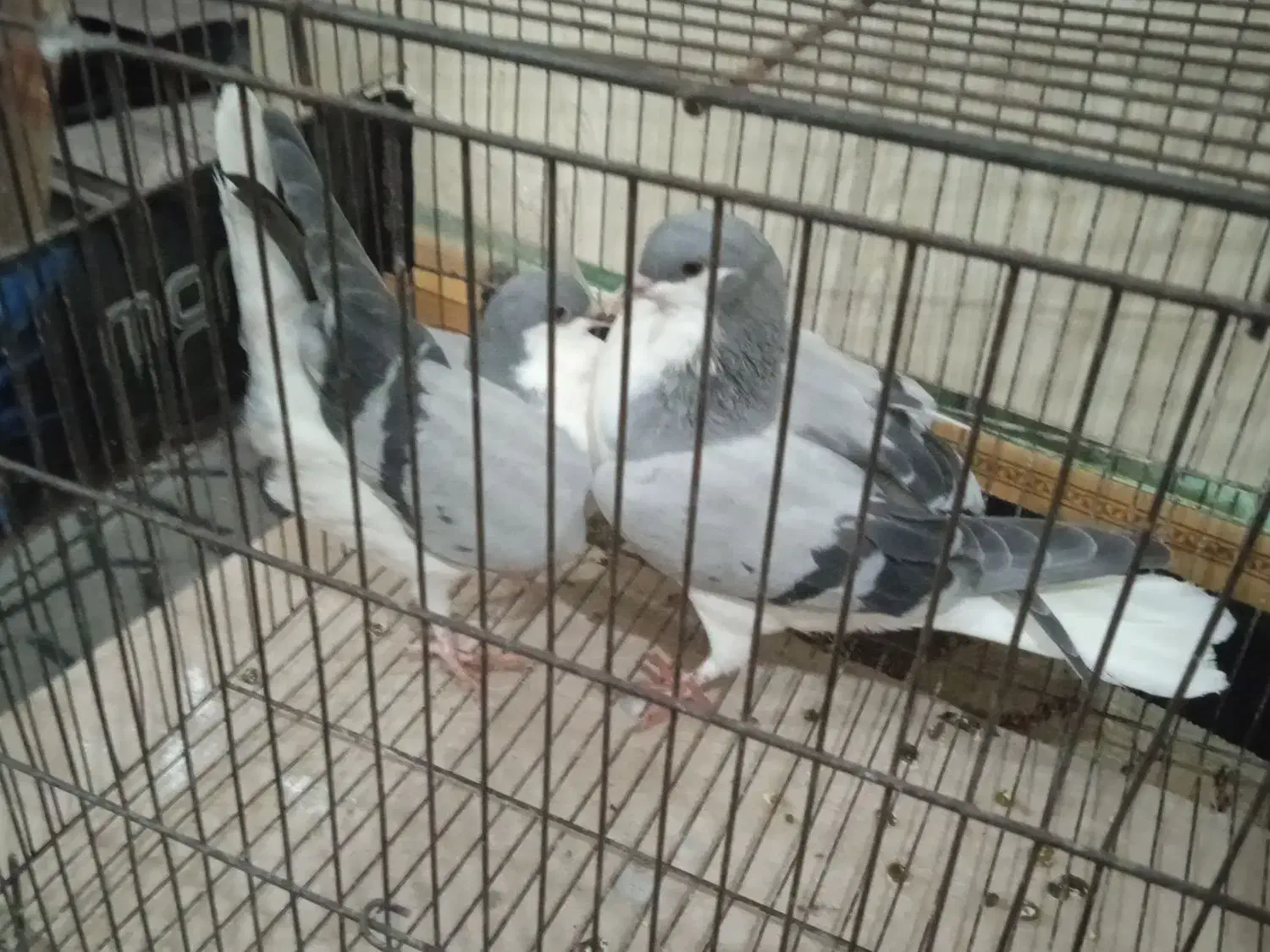 طلای،خوب خوشرنگ دوتانهصد|بدلیجات|تاکستان, |دیوار