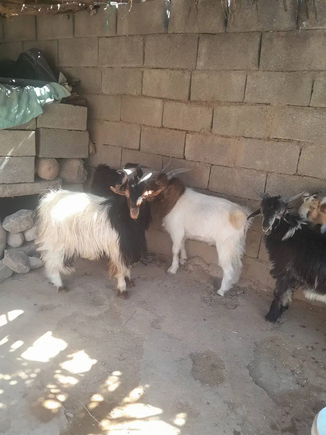 ۵عدد بیگ چاق برا کشت|حیوانات مزرعه|لالی, |دیوار