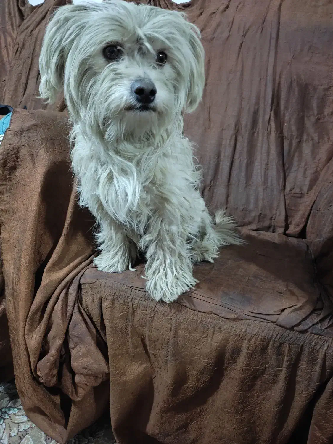 سگ های نژاد دار|سگ|شیراز, شهرک بهار|دیوار