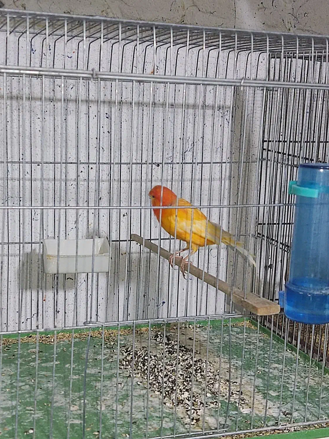 قناری نر|پرنده|شیراز, فخرآباد (دروازه کازرون)|دیوار